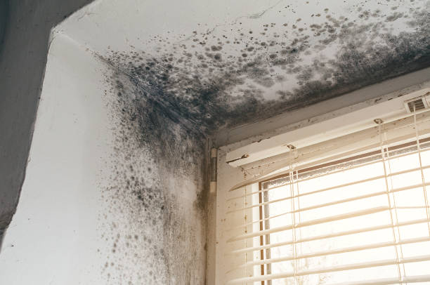 Affordable Mold Removal solutions in Mathews, VA